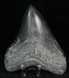 Serrated Megalodon Tooth - Georgia #32667-2